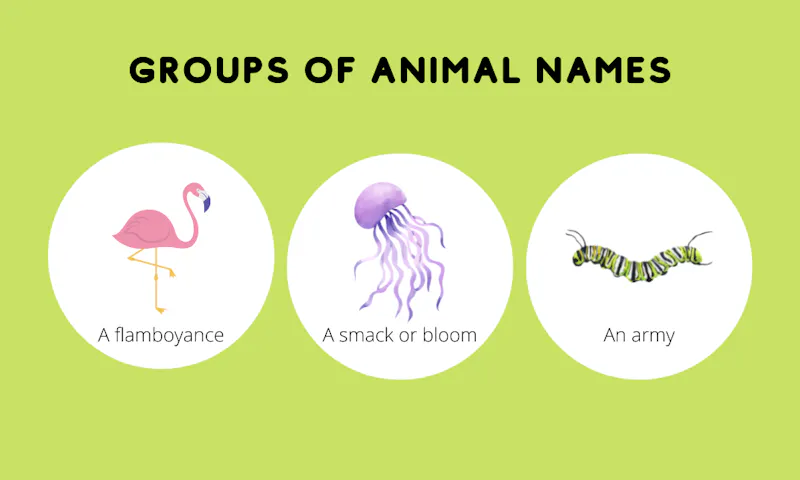 Groups of animal names examples