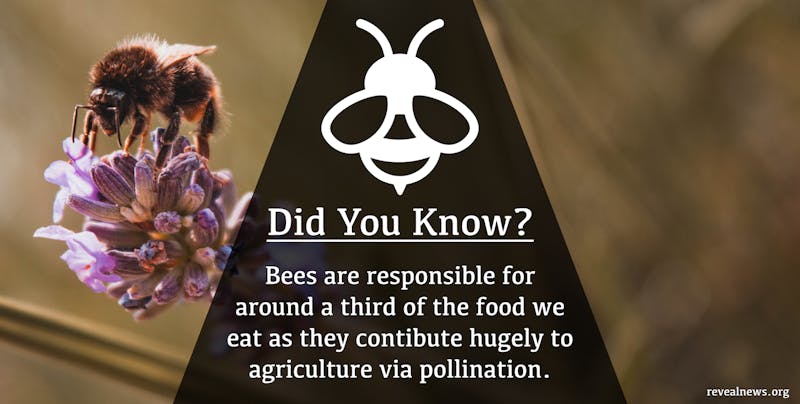 Bees and agriculture infographic