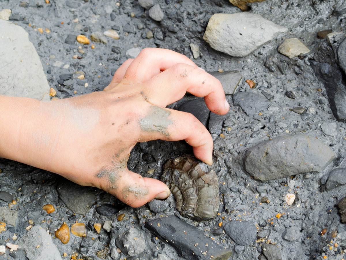Digging Into Geoscience with Fossils