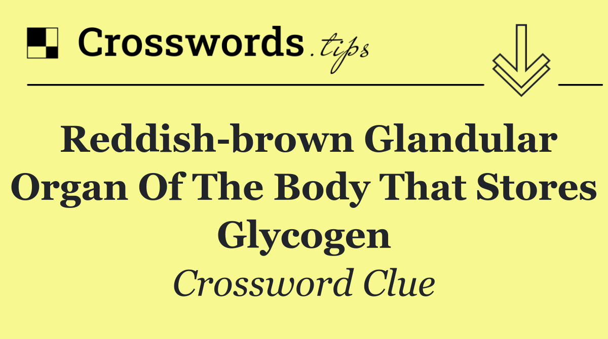 Reddish brown glandular organ of the body that stores glycogen