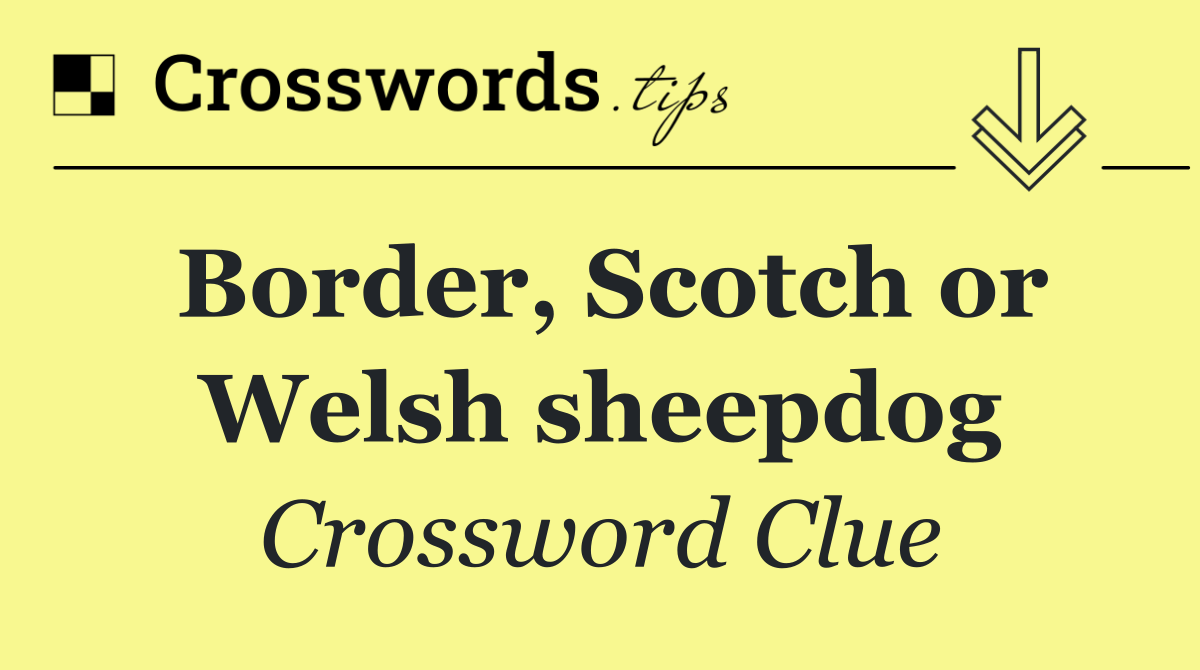 Border, Scotch or Welsh sheepdog