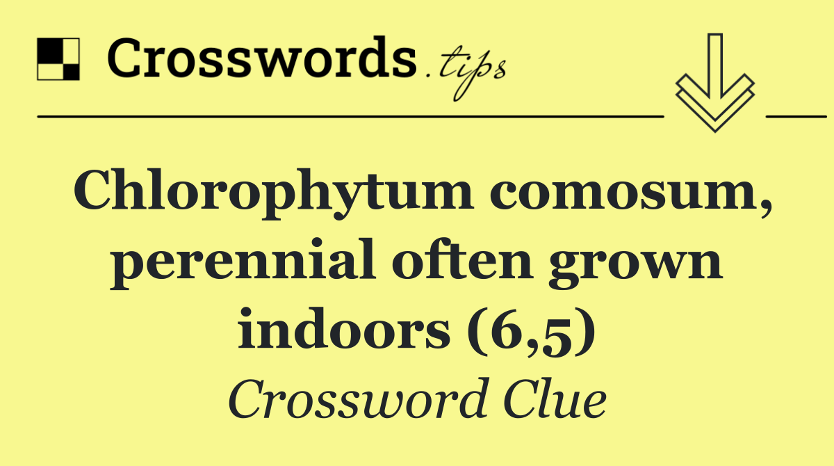 Chlorophytum comosum, perennial often grown indoors (6,5)