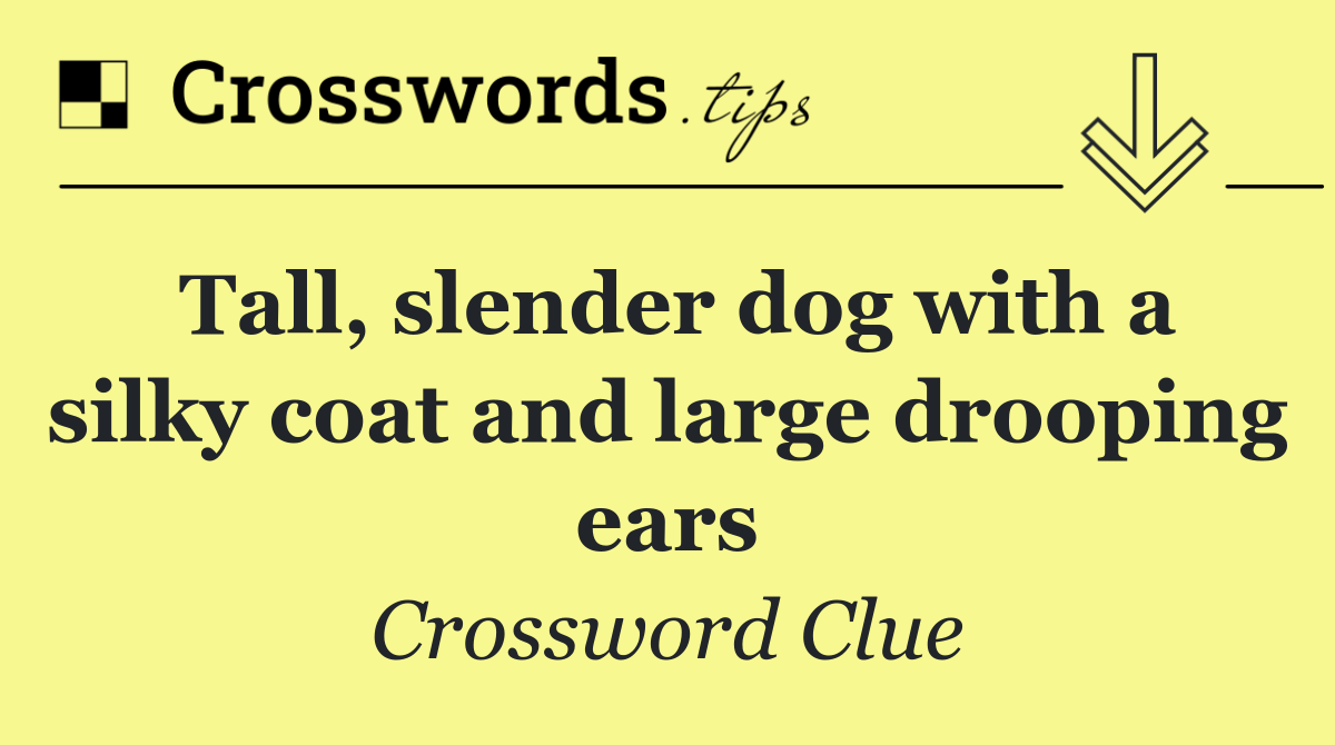 Tall, slender dog with a silky coat and large drooping ears