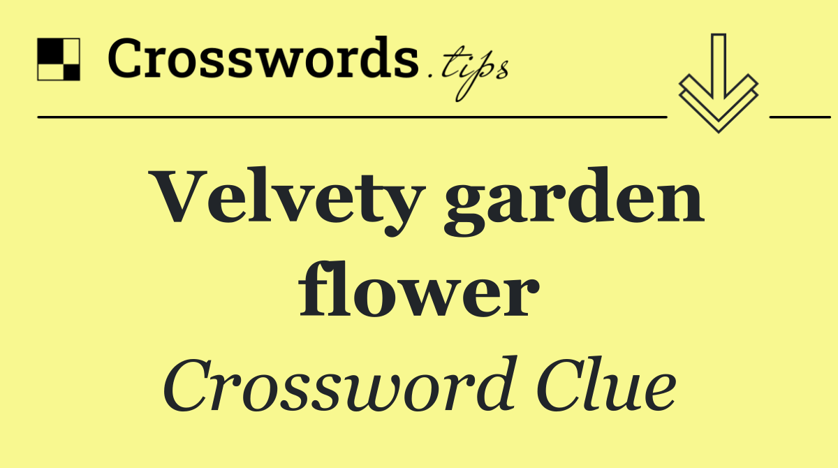 Velvety garden flower
