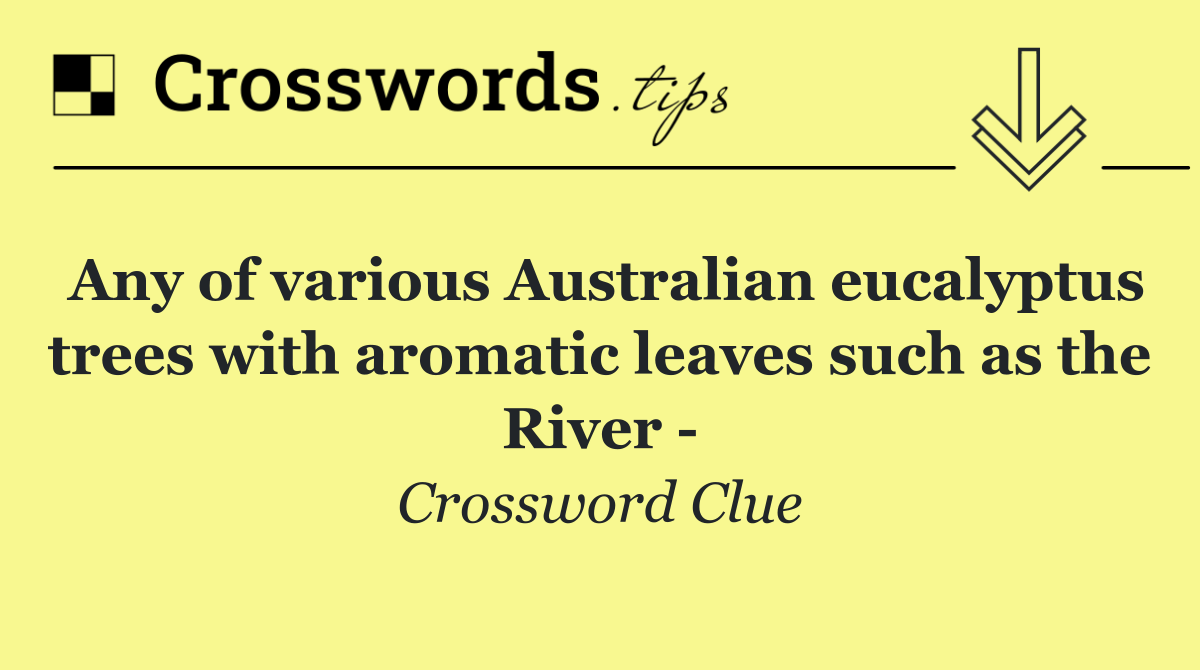 Any of various Australian eucalyptus trees with aromatic leaves such as the River  