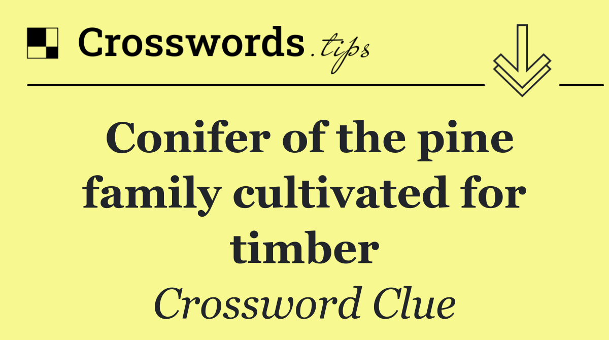 Conifer of the pine family cultivated for timber