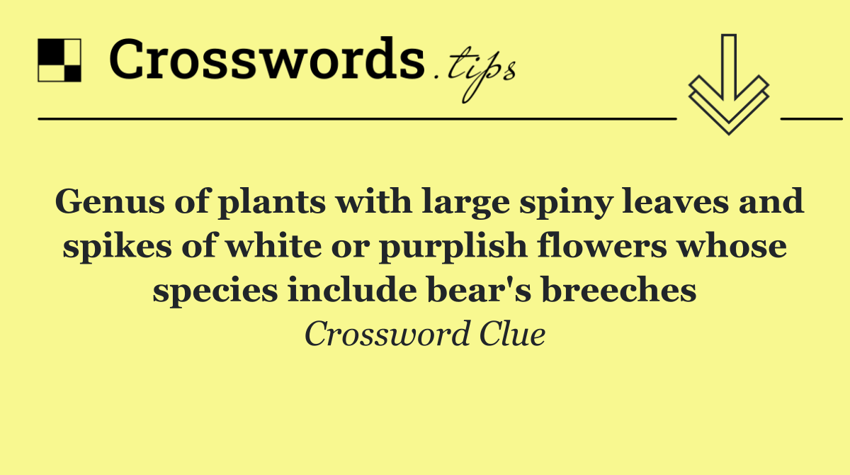 Genus of plants with large spiny leaves and spikes of white or purplish flowers whose species include bear's breeches