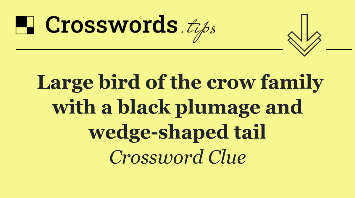 Large bird of the crow family with a black plumage and wedge shaped tail