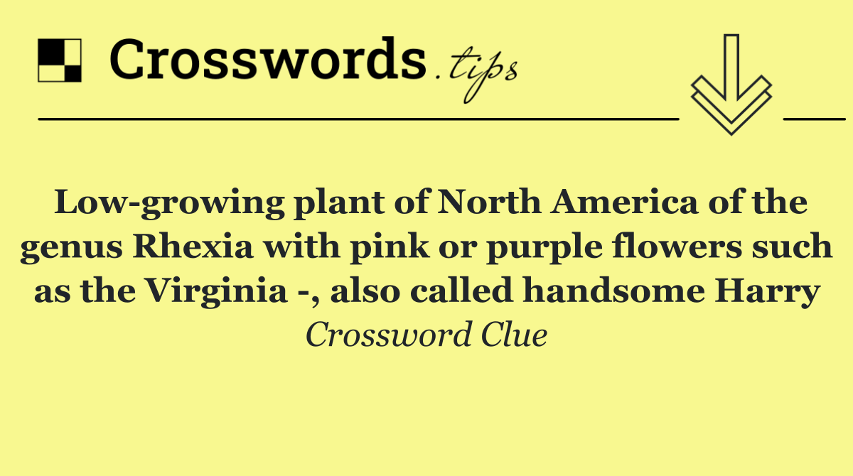 Low growing plant of North America of the genus Rhexia with pink or purple flowers such as the Virginia  , also called handsome Harry