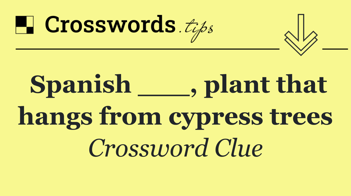 Spanish ___, plant that hangs from cypress trees