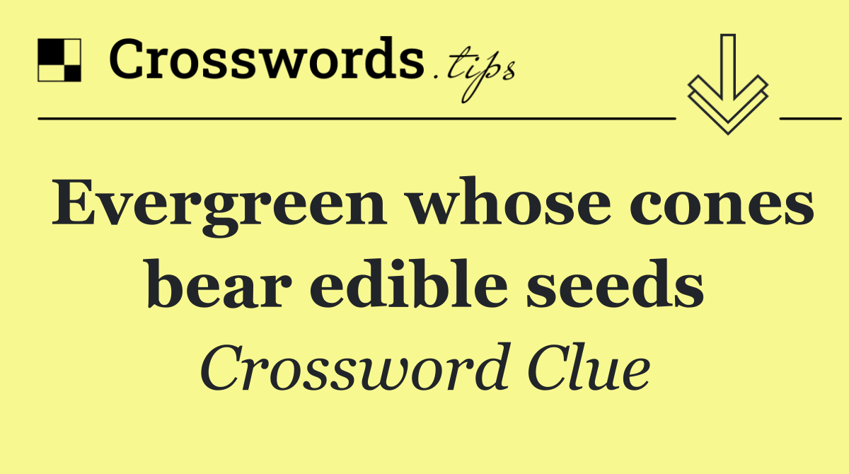 Evergreen whose cones bear edible seeds
