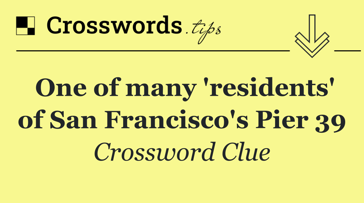 One of many 'residents' of San Francisco's Pier 39