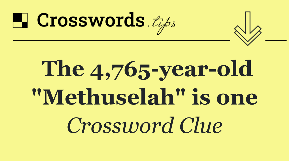 The 4,765 year old "Methuselah" is one