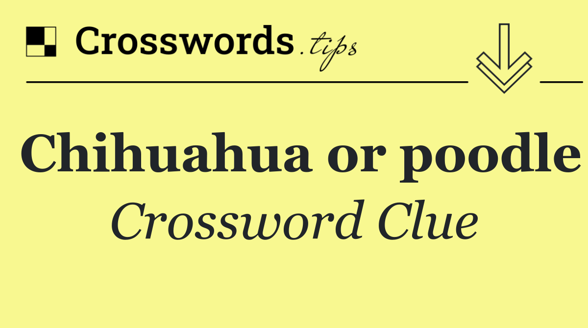 Chihuahua or poodle